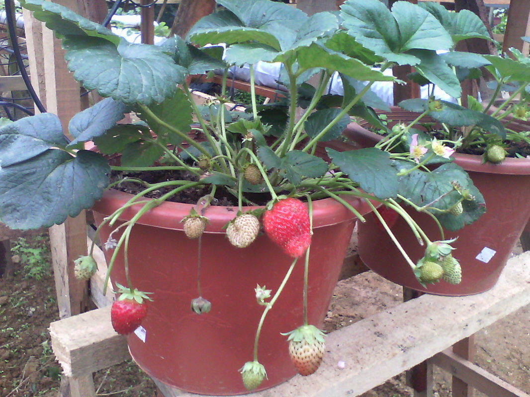 CARA PENANAMAN Mini strawberry  farm mesilou